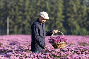 asiatisk jordbrukare och blomsterhandlare är skärande lila krysantemum blomma använder sig av sekatör för skära blomma företag för död- rubrik, odling och skörda säsong begrepp foto