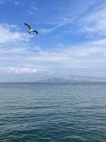 fiskmås flygande över de bosphorus med istanbul i de bakgrund, Kalkon foto