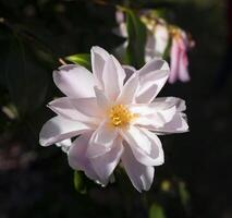 en vit blomma med en gul Centrum är visad foto