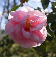 en rosa blomma med grön löv och en blå himmel foto