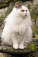 en fluffig vit katt Sammanträde på en sten foto