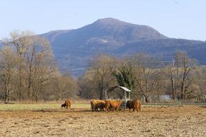 en besättning av kor i en fält med en berg i de bakgrund foto