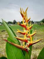 heliconia psittacorum är en arter av blommande dekorativ växt inföding till de karibiska och söder amerika. foto