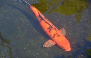 orange och svart koi simning på damm golv foto