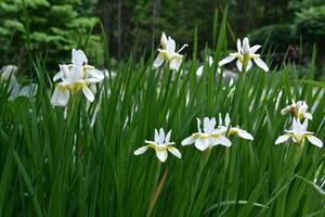 blomning vit iris blommande i en Glödlampa trädgård foto