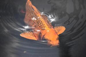 lysande orange koi fisk simning under vatten foto