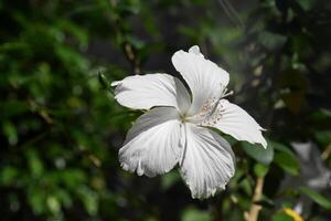 härlig vit hibiskus blomma blomning och blommande foto