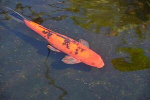 glidande orange koi fisk simning i en damm foto