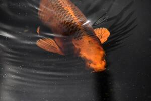 fantastisk orange koi fisk simning längs under vatten foto