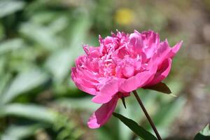 härlig kinesisk pion blomma blommande och blomning foto