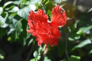 skön blommande och blomning dubbel- röd hibiskus foto