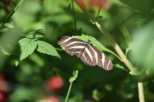 randig zebra fjäril med vingar utökad öppen foto