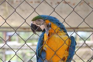 skön papegoja Sammanträde i en bur på en Zoo foto
