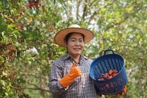 Lycklig asiatisk kvinna trädgårdsmästare skördar frukt i trädgård, innehar korg , leende. begrepp, lantbruk ockupation. thai jordbrukare växa kasju frukt som ekonomisk och exportera gröda i thailand. foto