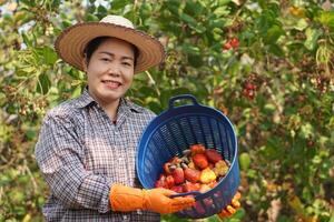 Lycklig asiatisk kvinna trädgårdsmästare skördar frukt i trädgård, innehar korg , leende. begrepp, lantbruk ockupation. thai jordbrukare växa kasju frukt som ekonomisk och exportera gröda i thailand. foto