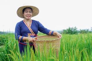 skön asiatisk kvinna jordbrukare är på irländare fält, innehar korg, besök och ta vård ris växter efter växande och väntar till skörda. begrepp, jordbruks livsstil. organisk jordbruk. thai jordbrukare. foto