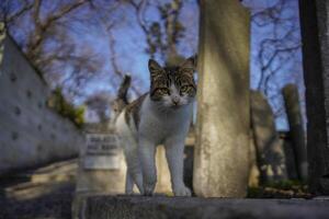 herrelös katt av istanbul gata porträtt foto
