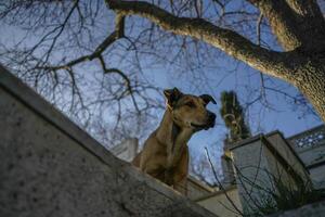 luffare hund av istanbul gata porträtt foto