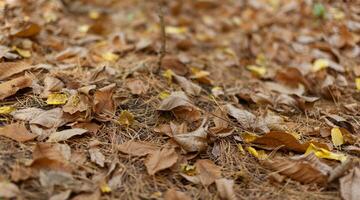 gul, orange och brun lövverk av under blad falla på de jord parkera foto
