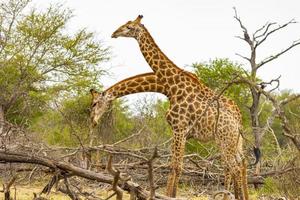 vackra majestätiska par giraffer kruger nationalpark safari Sydafrika. foto