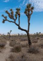 joshua tree national park foto