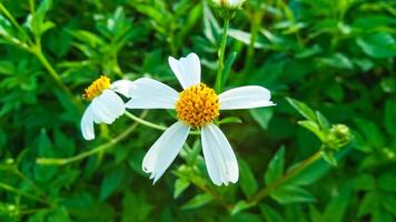 tridax procumbens aka gletang foto