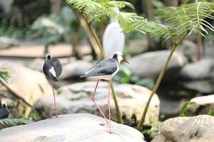 stänga upp av de gäng bayam fågel eller himantopus leukocephalus foto