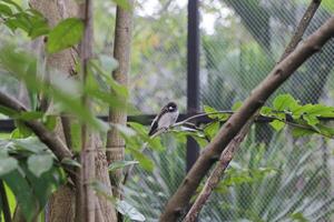 stänga upp av kutilang eller sotig headed bulbul fågel foto