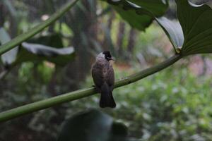 stänga upp av kutilang eller sotig headed bulbul fågel foto