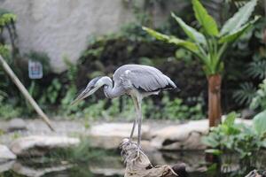 stänga upp av de cangak abu eller ardea cinerea fågel foto