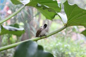 stänga upp av kutilang eller sotig headed bulbul fågel foto