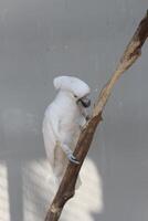 stänga upp av de tanimbar fågel corella eller Cacatua goffiniana foto