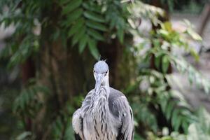 stänga upp av de cangak abu eller ardea cinerea fågel foto