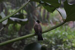 stänga upp av kutilang eller sotig headed bulbul fågel foto