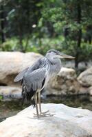 stänga upp av de cangak abu eller ardea cinerea fågel foto