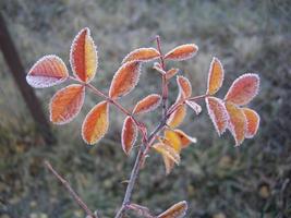 höstlöv av växter och frukter vid frost foto