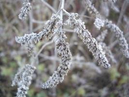 höstlöv av växter och frukter vid frost foto