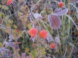 höstlöv av växter och frukter vid frost foto