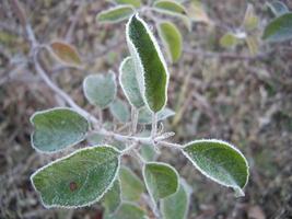 höstlöv av växter och frukter vid frost foto