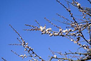 vår blommande träd. pollinering av blommor av aprikos. blomma foto