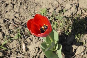 röd tulpaner blomma i de rabatt. blommande av tulpaner. foto