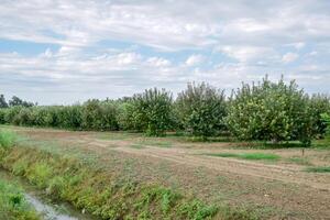 äpple fruktträdgård. rader av träd och de frukt av de jord under de träd foto