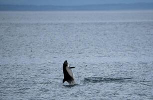 australiska delfin Hoppar ut av de vatten foto