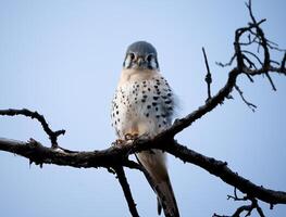 amerikan kestrel ser på de kamera med en söt ansikte foto