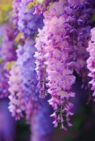 ai genererad cascading blåregn blooms skapande en lilafärgad ridå av naturlig skönhet foto