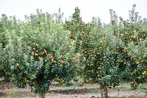 äpple fruktträdgård. rader av träd och de frukt av de jord under de träd foto