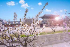 Gyeongbokgung palats med körsbär blomma träd i vår tid i seoul stad av korea, söder korea. foto