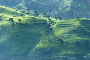 antenn landskap av te plantage på en sluttning med morgon- ljus och träd i söder bandung, indonesien foto