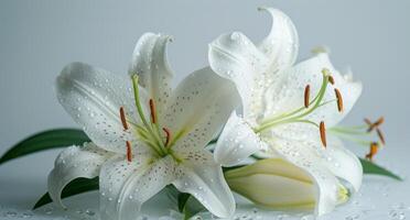 ai genererad färsk vit liljor på en vit bakgrund foto