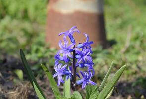 hyacint blooms i de trädgård. de hyacint blomma är blå. foto